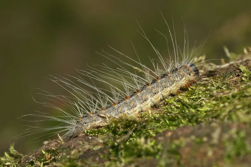 thaumatopoeiaprocessioneacaterpillar