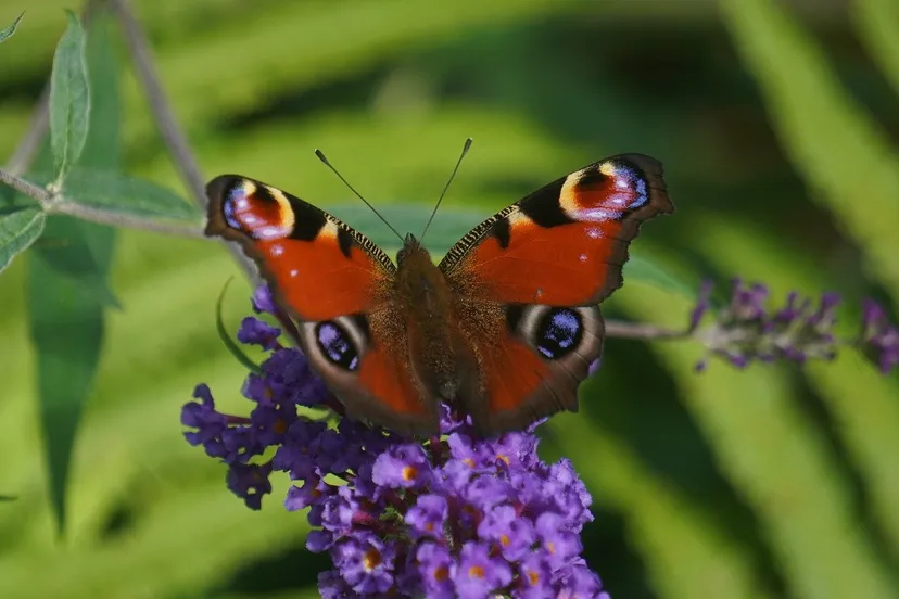 butterfly-g461b3e711-1280-dagpauwoog-jan-van-bizar-via-pixabay