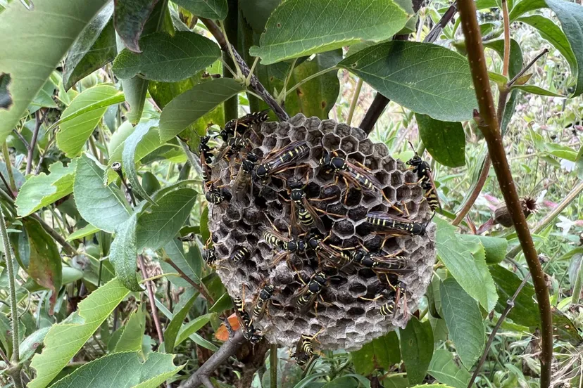 Wesp Nest bergveldwespen aan stengel - Nathan Veenstra
