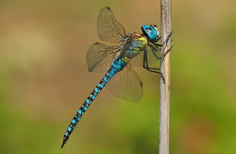 Libelle gayulo, pixabay