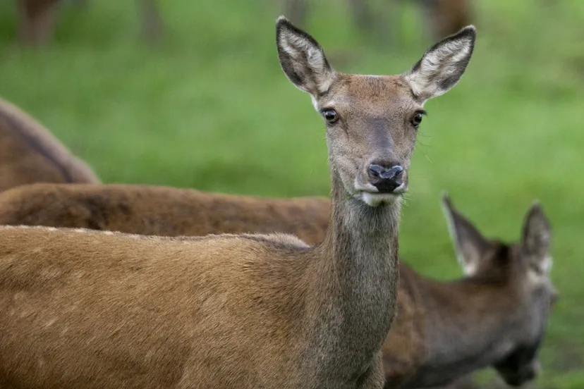 032 nc veluwe hinde close 1