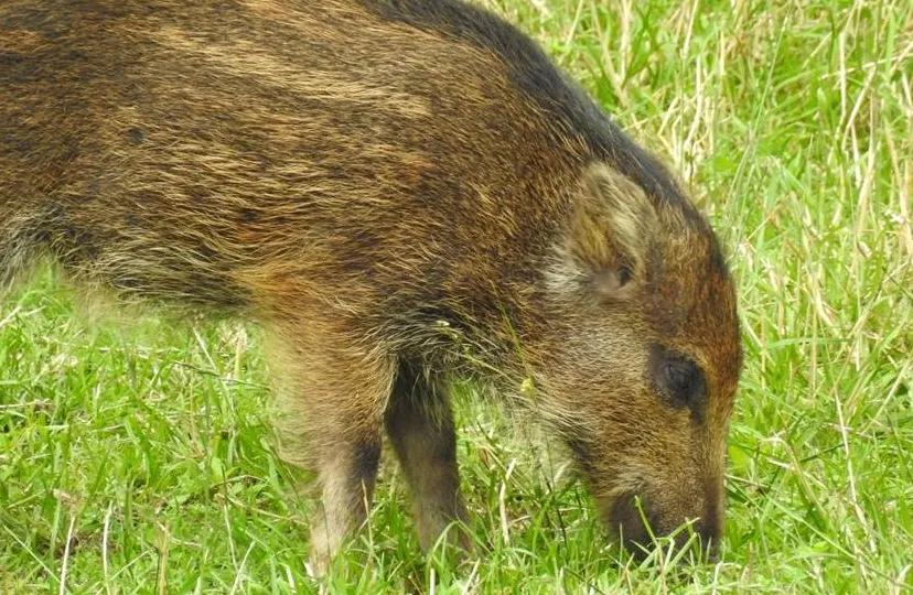 19884351 1382154565152986 1898666357506883679 n