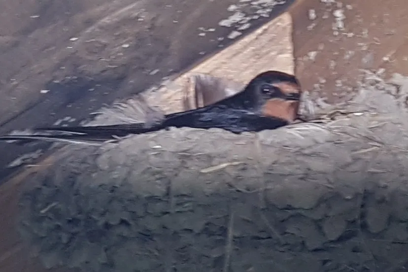 20210724 broedende boerenzwaluw nc veluwe fotograaf henk van paassen