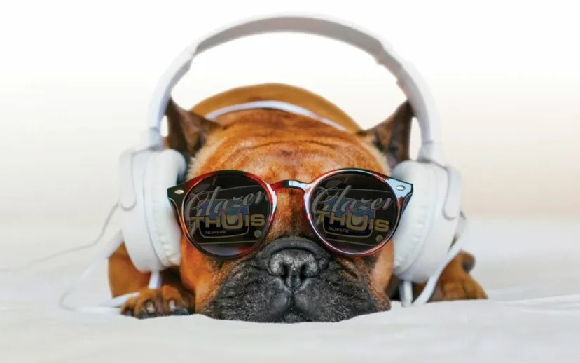 2022 11 06 hond glazen thuis 915x518 1