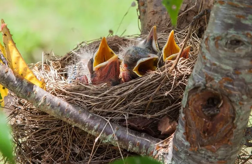 30711046 2129809070392402 5865196301351649280 n