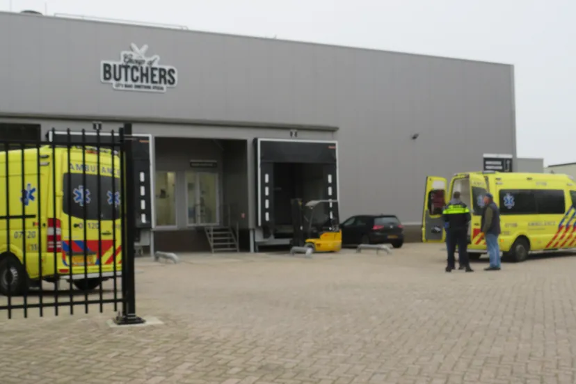 barneveld budgers