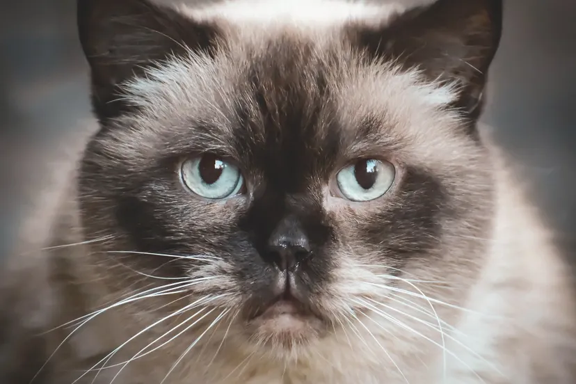 british shorthair 4899191 1920