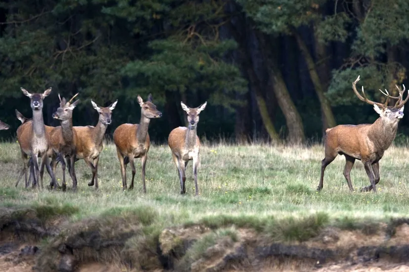 bronst 2 wildkansel edenieuws