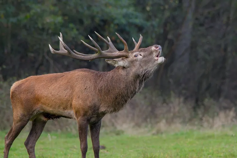 burlend edel hert nc veluwe mg 0323