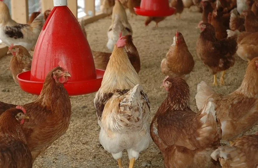 chicken coop pixabay 245745 960 720