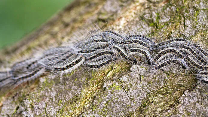 csm eikenprocessierups 2db6518d2d