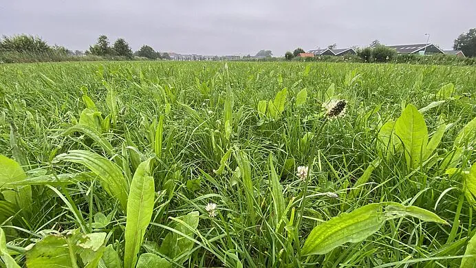 csm pb119 kruidenrijk grasland 4a2378f5dc