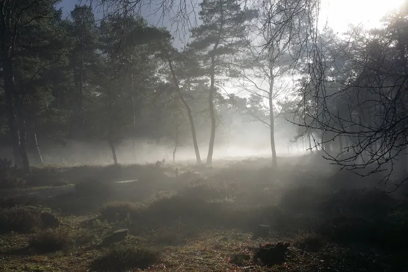 dauw op kreelsepad nc veluwe