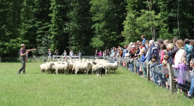 foto voorstellen schapen min 640x350 1