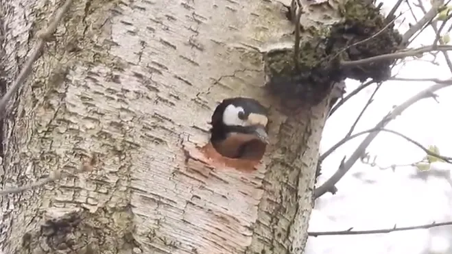 grote bonte specht michael de vries