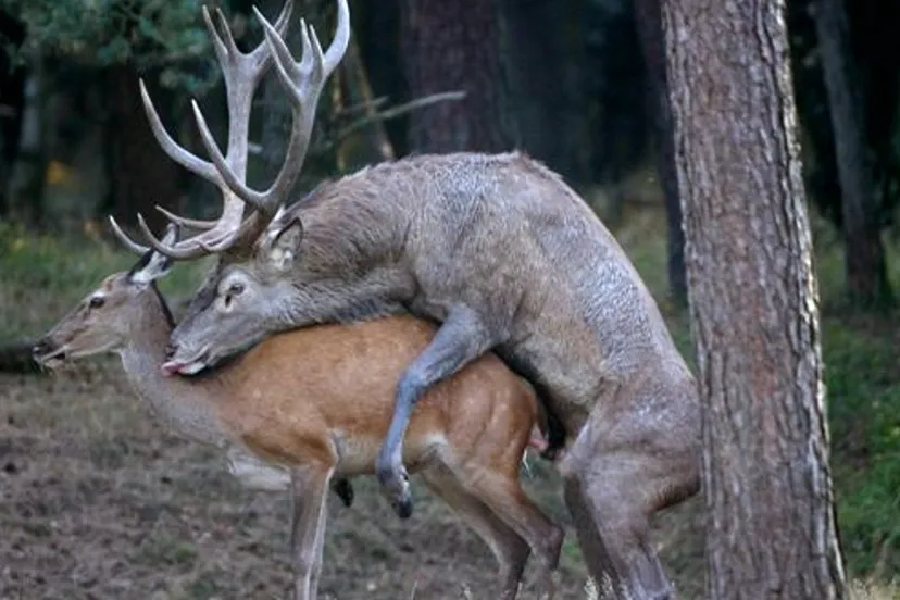 hertenparing nc veluwe