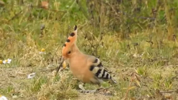 hop upopa epops michael de vries