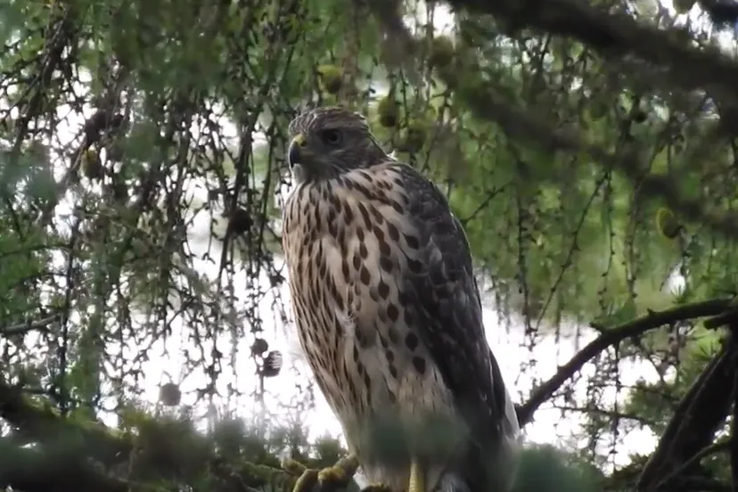 jonge havik michael de vries