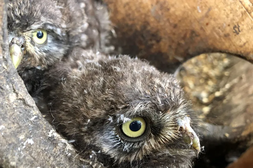jonge steenuilen in nestkast bron dorothee becu lr