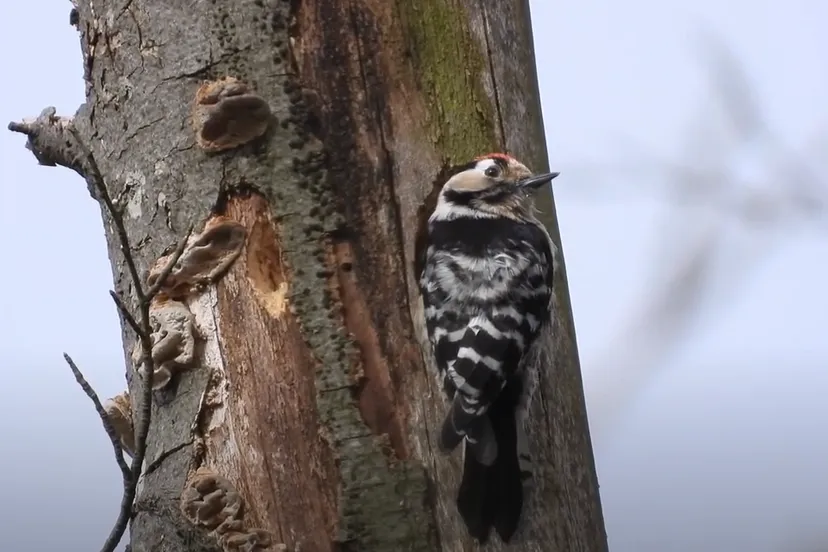 kleine bonte specht michael de vries