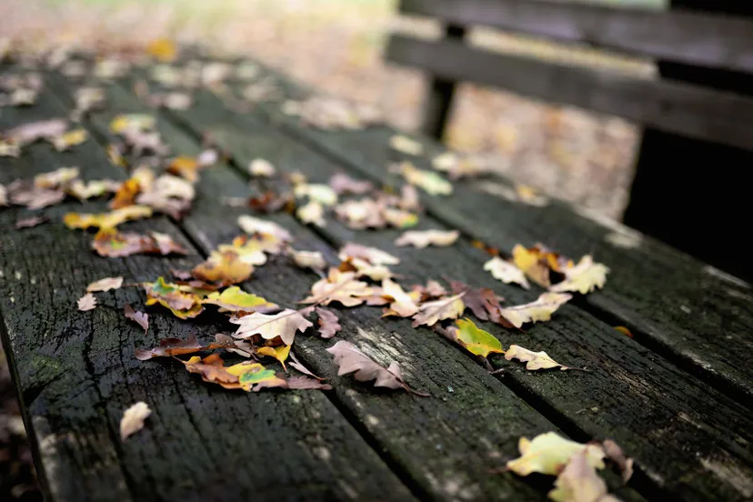 leaves g83e50e26f 1920