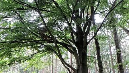 mindful wandelen 001