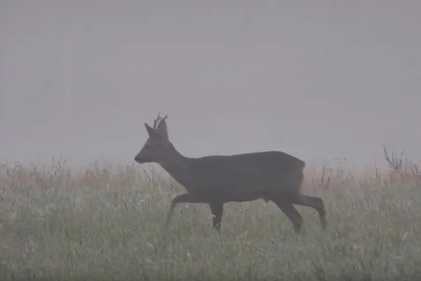 mistige morgen ng michael de vries