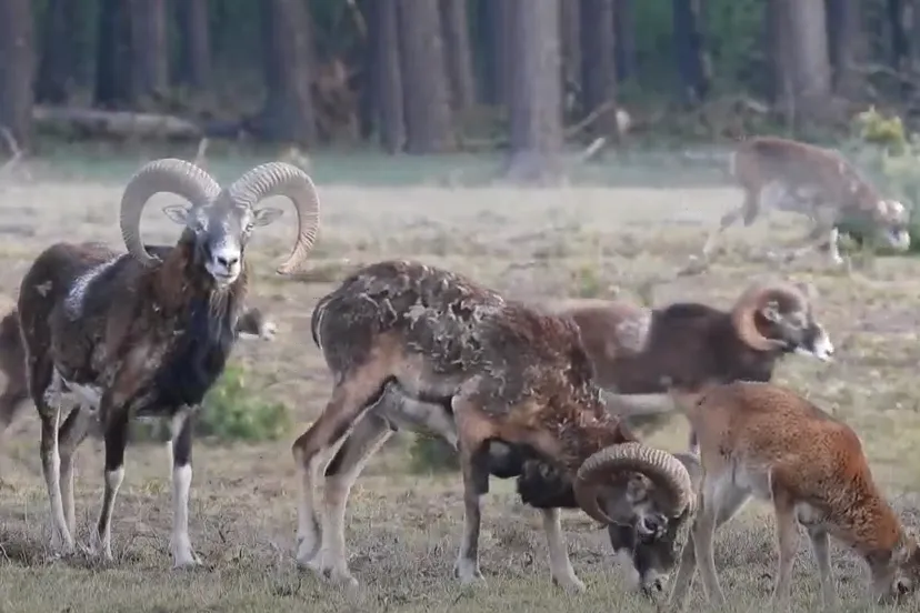 moeflons wekeromse zand
