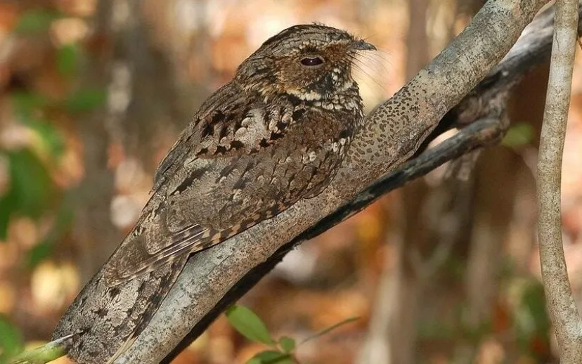 nachtzwaluw pixabay 915x518 1