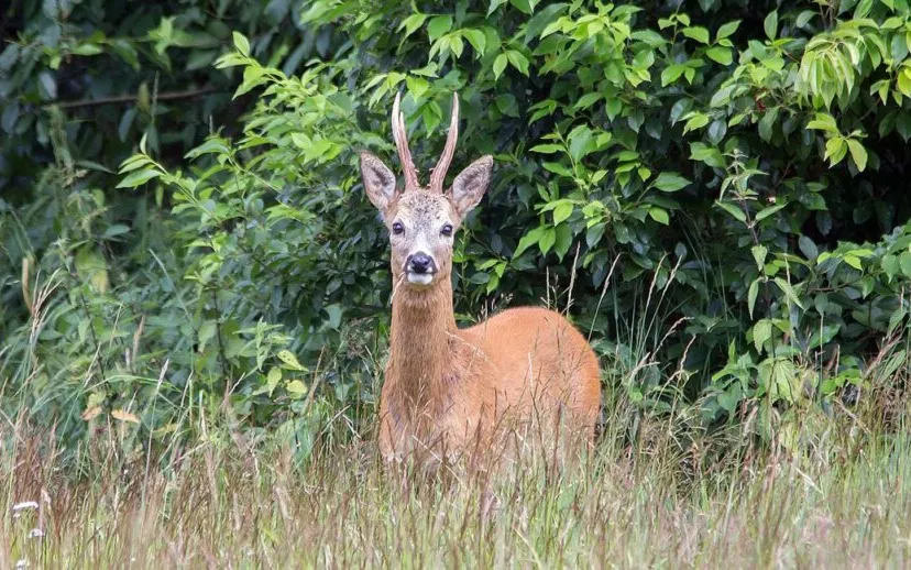 nc veluwe reebok 1 915x518 1