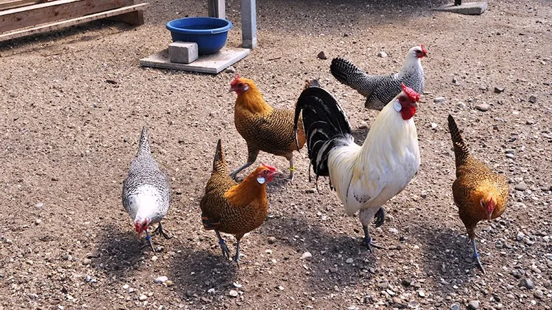 nederlands pluimvee museum website