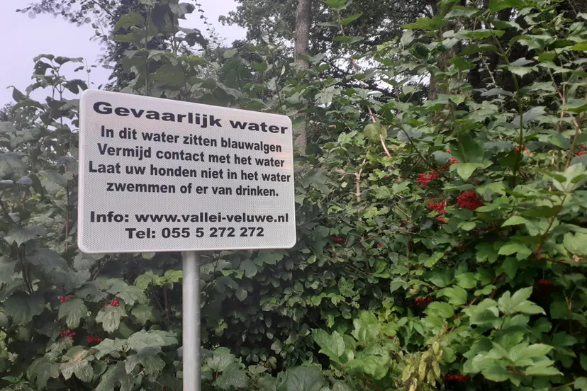 persbericht 24 017 blauwalg aangetroffen terschuur