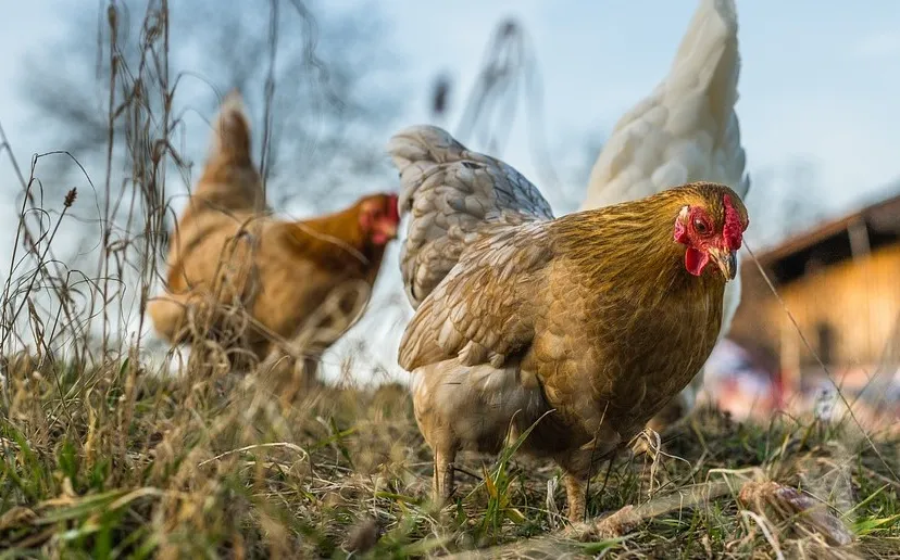 pixabay chickens 6078279 1280