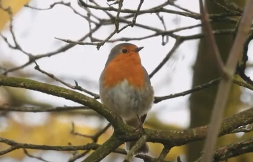 roodborstje 5 februari 2022 michael de vries