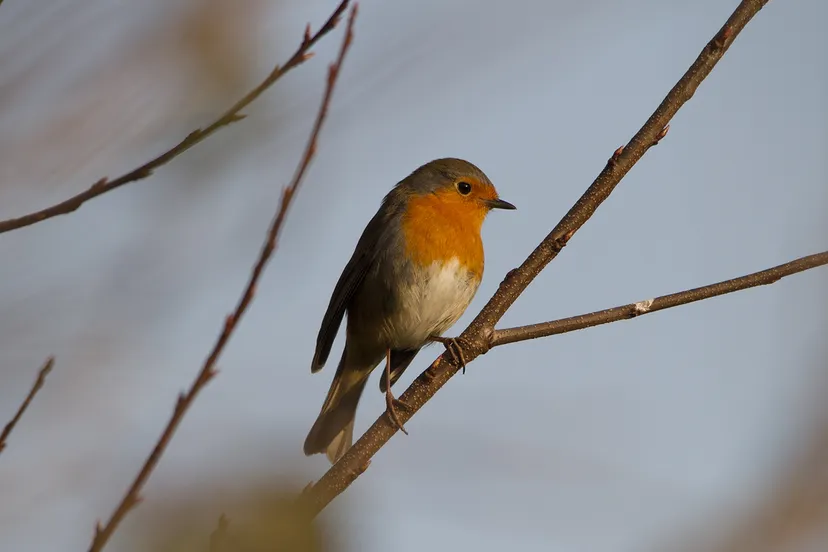 roodborstje nc veluwe