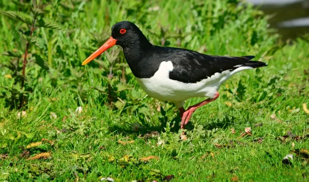 scholekster foto pixabay