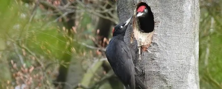 specht michael de vries 710x284