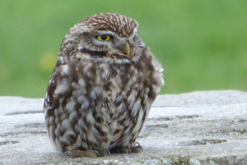 steenuil nc veluwe fotograaf henk van paassen