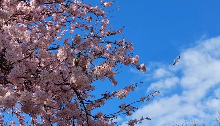 tineke bos brink rijnsburg 715x408 1