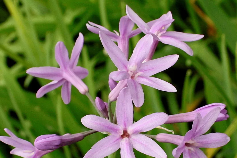 tulbaghia violacea1