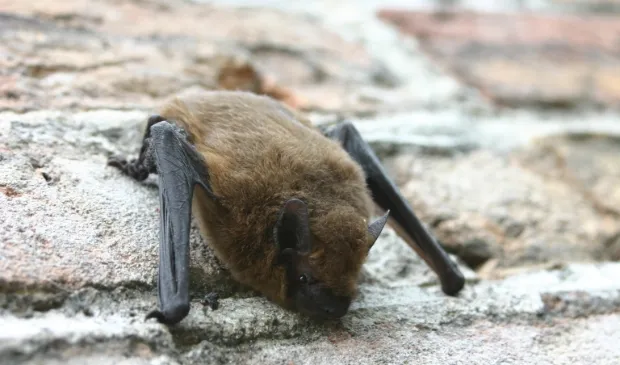 vleermuis op muur foto eline de jong