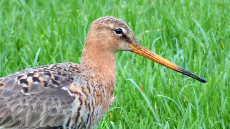 weidevogels grutto nc veluwe 1