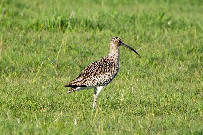 weidevogels wulp nc veluwe 1