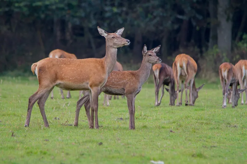 wildkansel natuurcentrum 0355