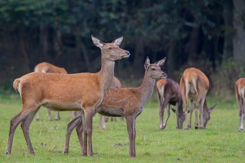 wildkansel natuurcentrum1
