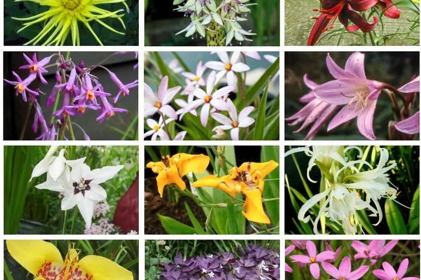 zuid afrikaanse bloembollendag 1 2017