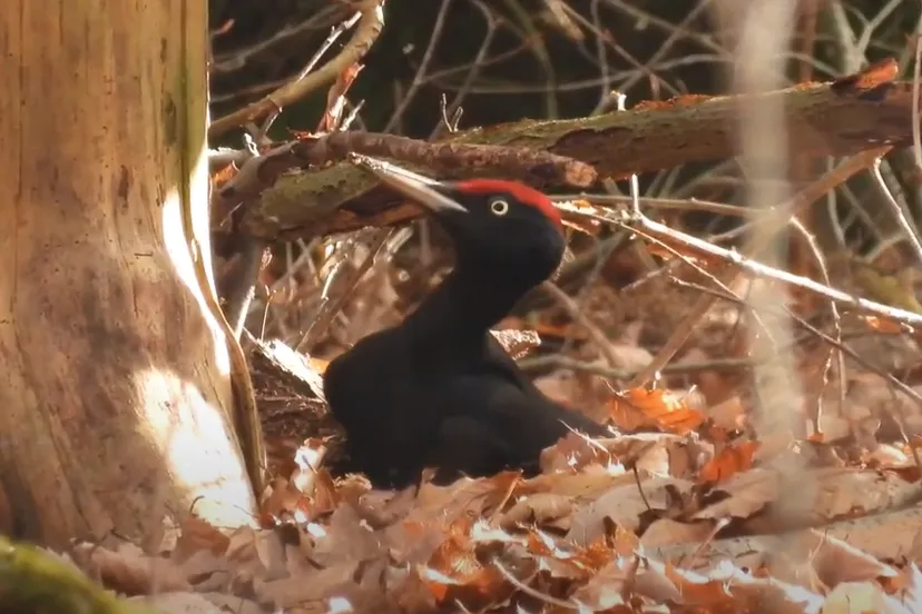 zwarte specht foto michael de vries