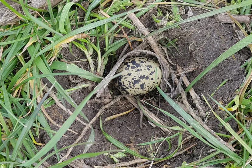 foto eerste kievitsei gevonden door bram koudijs 1 scaled