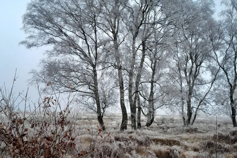 20250120 boom op hei met rijp nc veluwe