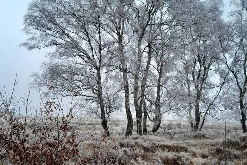 20250120 boom op hei met rijp nc veluwe 678f6e07d1894jpg